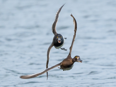 <i class='fa fa-user'></i> Vincent Vuik |   Kuifeend  <i class='fa fa-eye'> 315</i>  <i class='fa fa-thumbs-up'> 21</i>   <i class='fa fa-comment-o'> 12</i>