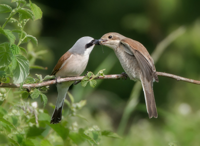 <i class='fa fa-user'></i> Hillebrand Keun |   Grauwe Klauwier  <i class='fa fa-eye'> 333</i>  <i class='fa fa-thumbs-up'> 25</i>   <i class='fa fa-comment-o'> 17</i>