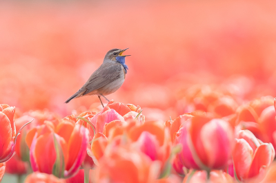 <i class='fa fa-user'></i> Katoo |   Blauwborst  <i class='fa fa-eye'> 309</i>  <i class='fa fa-thumbs-up'> 28</i>   <i class='fa fa-comment-o'> 18</i>