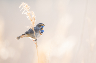 <i class='fa fa-user'></i> Hans Overduin |   Blauwborst  <i class='fa fa-eye'> 322</i>  <i class='fa fa-thumbs-up'> 25</i>   <i class='fa fa-comment-o'> 11</i>