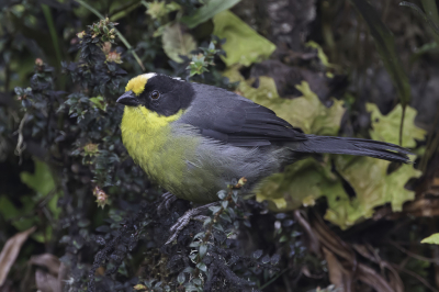 <i class='fa fa-user'></i> Paul van Giersbergen |   Bleeknekstruikgors  <i class='fa fa-eye'> 101</i>  <i class='fa fa-thumbs-up'> 1</i>   <i class='fa fa-comment-o'> 0</i>