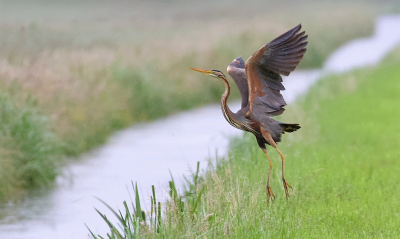 <i class='fa fa-user'></i> Leo Tukker |   Purperreiger  <i class='fa fa-eye'> 297</i>  <i class='fa fa-thumbs-up'> 21</i>   <i class='fa fa-comment-o'> 12</i>