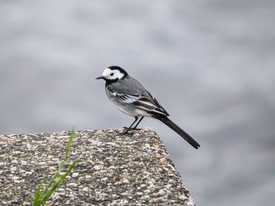 de witte kwikstaart is een van de meest algemene broedvogels van Nederland. Een vlug vogeltje. Maar door zijn eenvoudig verenkleed, zwart en wit, toch een mooie verschijning