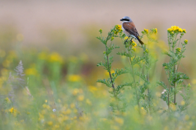 <i class='fa fa-user'></i> RozemaJosh |   Grauwe Klauwier  <i class='fa fa-eye'> 330</i>  <i class='fa fa-thumbs-up'> 14</i>   <i class='fa fa-comment-o'> 13</i>