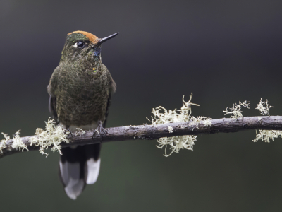 <i class='fa fa-user'></i> Paul van Giersbergen |   Regenboogdoornsnavel  <i class='fa fa-eye'> 131</i>  <i class='fa fa-thumbs-up'> 6</i>   <i class='fa fa-comment-o'> 5</i>
