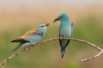 Een vogelreis naar Hongarije was nodig om de scharrelaars van dichtbij te kunnen fotograferen. Een voedseloverdracht stond hierbij hoog op de lijst. Die kan ik afstrepen.