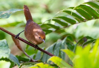 <i class='fa fa-user'></i> charlysax |   Sepiabruine Winterkoning  <i class='fa fa-eye'> 113</i>  <i class='fa fa-thumbs-up'> 2</i>   <i class='fa fa-comment-o'> 2</i>