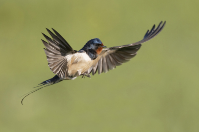 <i class='fa fa-user'></i> Luc Meert |   Boerenzwaluw  <i class='fa fa-eye'> 340</i>  <i class='fa fa-thumbs-up'> 30</i>   <i class='fa fa-comment-o'> 14</i>