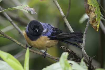 <i class='fa fa-user'></i> Paul van Giersbergen |   Blauwrugspitssnavel  <i class='fa fa-eye'> 105</i>  <i class='fa fa-thumbs-up'> 1</i>   <i class='fa fa-comment-o'> 0</i>