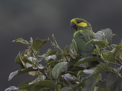 <i class='fa fa-user'></i> Paul van Giersbergen |   Geeloorparkiet  <i class='fa fa-eye'> 148</i>   <i class='fa fa-comment-o'> 7</i>
