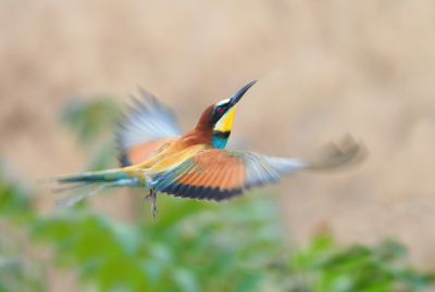 <i class='fa fa-user'></i> corvanspijk |   Bijeneter  <i class='fa fa-eye'> 135</i>  <i class='fa fa-thumbs-up'> 2</i>   <i class='fa fa-comment-o'> 26</i>