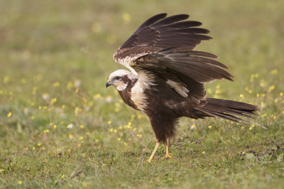 In het kader van achterstand in bewerken van foto's even terug naar januari.
Een bruine kiekendief kort na de landing.