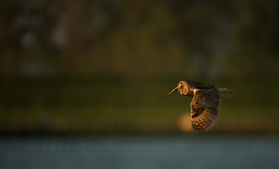 <i class='fa fa-user'></i> LeerdammerKees |   Ransuil  <i class='fa fa-eye'> 337</i>  <i class='fa fa-thumbs-up'> 26</i>   <i class='fa fa-comment-o'> 13</i>