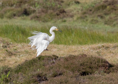 Prachtig licht hadden we  en  tussen de duinen zagen wij een mooie grote zilver reiger, op een behoorlijke afstand maar volgens mij toch wel de moeite waard voor een foto.