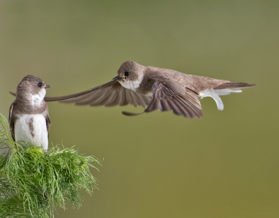 <i class='fa fa-user'></i> Alfred Berkhof |   Oeverzwaluw  <i class='fa fa-eye'> 306</i>  <i class='fa fa-thumbs-up'> 24</i>   <i class='fa fa-comment-o'> 12</i>