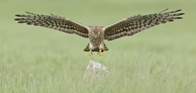 <i class='fa fa-user'></i> bobross |   Grauwe Kiekendief  <i class='fa fa-eye'> 331</i>  <i class='fa fa-thumbs-up'> 15</i>   <i class='fa fa-comment-o'> 12</i>