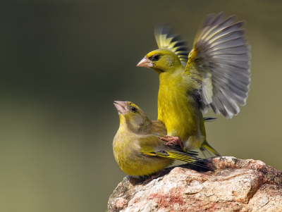 <i class='fa fa-user'></i> Boudewijn Schreiner |   Groenling  <i class='fa fa-eye'> 228</i>  <i class='fa fa-thumbs-up'> 24</i>   <i class='fa fa-comment-o'> 14</i>