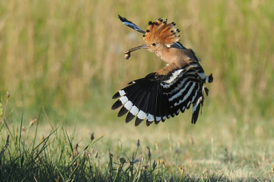 Een hop op weg naar zijn nest met een vette prooi. Het was een uitdaging om op het juiste moment de sluiter in te drukken en om de hop scherp te krijgen. Met de burst en manueel scherpstellen is het uiteindelijk gelukt.