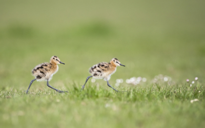 <i class='fa fa-user'></i> Bert Ooms |   Grutto  <i class='fa fa-eye'> 442</i>  <i class='fa fa-thumbs-up'> 34</i>   <i class='fa fa-comment-o'> 13</i>