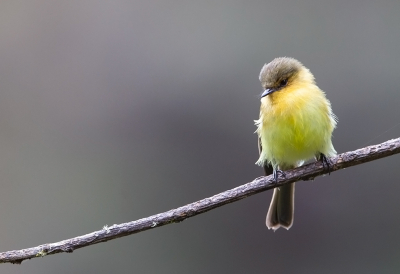 <i class='fa fa-user'></i> charlysax |   Goudkeeltiran  <i class='fa fa-eye'> 107</i>  <i class='fa fa-thumbs-up'> 3</i>   <i class='fa fa-comment-o'> 2</i>