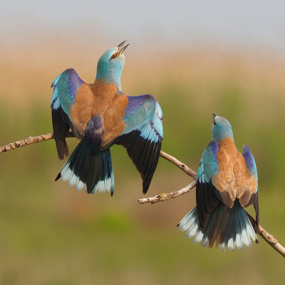 Op hetzelfde takje als bij de prooioverdracht maar nu samen in vol ornaat. De koppels zijn monogaam maar soms verscheen een derde vogel op het toneel. Ik denk dat ze toen een soort territoriumgedrag tentoonspreidde.