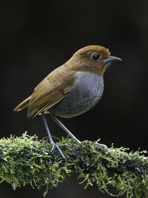 <i class='fa fa-user'></i> Paul van Giersbergen |   Tweekleurige Mierpitta  <i class='fa fa-eye'> 127</i>   <i class='fa fa-comment-o'> 1</i>