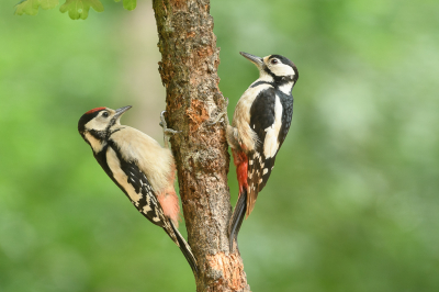 <i class='fa fa-user'></i> Wil Doorn-Meijne |   Grote Bonte Specht  <i class='fa fa-eye'> 230</i>  <i class='fa fa-thumbs-up'> 15</i>   <i class='fa fa-comment-o'> 9</i>