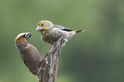 Appelvink met jong. Gemaakt later in de middag. Ik vind het een leuk moment.