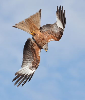 <i class='fa fa-user'></i> horneman69 |   Rode Wouw  <i class='fa fa-eye'> 335</i>  <i class='fa fa-thumbs-up'> 23</i>   <i class='fa fa-comment-o'> 13</i>