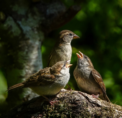 <i class='fa fa-user'></i> jacolienl |   Huismus  <i class='fa fa-eye'> 156</i>  <i class='fa fa-thumbs-up'> 7</i>   <i class='fa fa-comment-o'> 10</i>