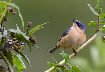 <i class='fa fa-user'></i> charlysax |   Kleverberghoningkruiper  <i class='fa fa-eye'> 120</i>  <i class='fa fa-thumbs-up'> 5</i>   <i class='fa fa-comment-o'> 5</i>