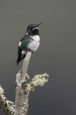 <i class='fa fa-user'></i> Paul van Giersbergen |   Witbuikboself  <i class='fa fa-eye'> 129</i>  <i class='fa fa-thumbs-up'> 9</i>   <i class='fa fa-comment-o'> 5</i>