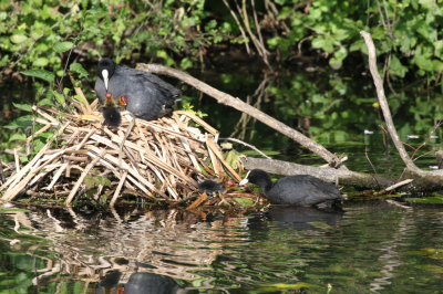 Vanaf het wandelpad was er mooi uitzicht op dit nest met 4 jonge meerkoeten. Een van de ouders was druk bezig om voedsel te zoeken voor de jongen. Eerst zat er eentje onderaan het nest, later wisselde hij/zij van plek met een broertje/zusje. De andere ouder bleef op het nest.