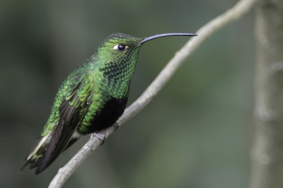 <i class='fa fa-user'></i> Paul van Giersbergen |   Draadvleugelkolibrie  <i class='fa fa-eye'> 117</i>  <i class='fa fa-thumbs-up'> 3</i>   <i class='fa fa-comment-o'> 1</i>