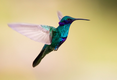 <i class='fa fa-user'></i> charlysax |   Goulds Violetoorkolibrie  <i class='fa fa-eye'> 142</i>  <i class='fa fa-thumbs-up'> 15</i>   <i class='fa fa-comment-o'> 7</i>