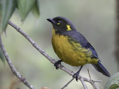 <i class='fa fa-user'></i> Paul van Giersbergen |   Druppelbergtangare  <i class='fa fa-eye'> 94</i>   <i class='fa fa-comment-o'> 1</i>