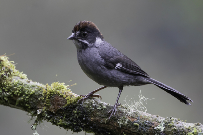 <i class='fa fa-user'></i> Paul van Giersbergen |   Grijsborststruikgors  <i class='fa fa-eye'> 108</i>  <i class='fa fa-thumbs-up'> 3</i>   <i class='fa fa-comment-o'> 3</i>