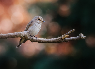 <i class='fa fa-user'></i> Hillebrand Keun |   Grauwe Vliegenvanger  <i class='fa fa-eye'> 227</i>  <i class='fa fa-thumbs-up'> 18</i>   <i class='fa fa-comment-o'> 8</i>