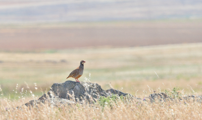 <i class='fa fa-user'></i> josephine |   Rode Patrijs  <i class='fa fa-eye'> 262</i>  <i class='fa fa-thumbs-up'> 24</i>   <i class='fa fa-comment-o'> 19</i>