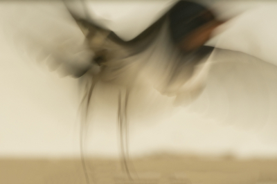 <i class='fa fa-user'></i> Ruud Scherpenisse |   Boerenzwaluw  <i class='fa fa-eye'> 121</i>  <i class='fa fa-thumbs-up'> 3</i>   <i class='fa fa-comment-o'> 25</i>