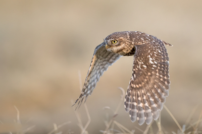 <i class='fa fa-user'></i> Raf Raeymaekers |   Steenuil  <i class='fa fa-eye'> 358</i>  <i class='fa fa-thumbs-up'> 35</i>   <i class='fa fa-comment-o'> 16</i>