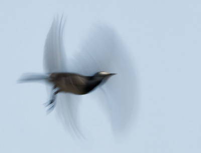 <i class='fa fa-user'></i> Truus Aletta Maan |   Witte Kwikstaart  <i class='fa fa-eye'> 102</i>  <i class='fa fa-thumbs-up'> 1</i>   <i class='fa fa-comment-o'> 23</i>