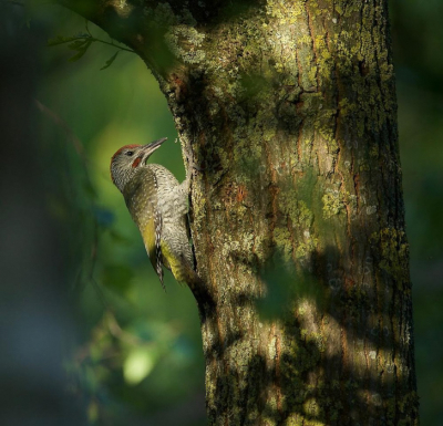 <i class='fa fa-user'></i> Tjballe |   Groene Specht  <i class='fa fa-eye'> 245</i>  <i class='fa fa-thumbs-up'> 14</i>   <i class='fa fa-comment-o'> 13</i>