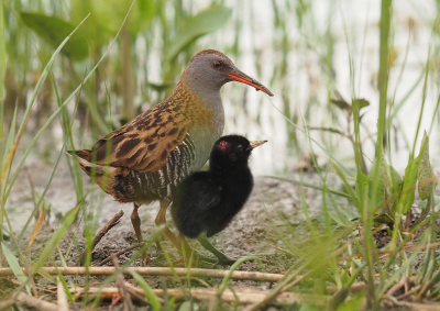 <i class='fa fa-user'></i> corvanspijk |   Waterral  <i class='fa fa-eye'> 352</i>  <i class='fa fa-thumbs-up'> 30</i>   <i class='fa fa-comment-o'> 13</i>