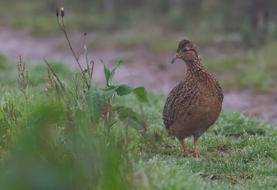 <i class='fa fa-user'></i> charlysax |   Andestinamoe  <i class='fa fa-eye'> 133</i>  <i class='fa fa-thumbs-up'> 1</i>   <i class='fa fa-comment-o'> 2</i>