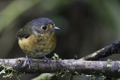 <i class='fa fa-user'></i> Paul van Giersbergen |   Grijskapdwergmierpitta  <i class='fa fa-eye'> 95</i>  <i class='fa fa-thumbs-up'> 2</i>   <i class='fa fa-comment-o'> 1</i>