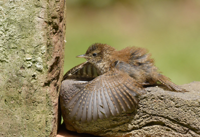 <i class='fa fa-user'></i> henkdikkers |   Winterkoning  <i class='fa fa-eye'> 314</i>  <i class='fa fa-thumbs-up'> 23</i>   <i class='fa fa-comment-o'> 21</i>