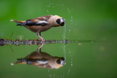 <i class='fa fa-user'></i> Freddy69 |   Appelvink  <i class='fa fa-eye'> 130</i>  <i class='fa fa-thumbs-up'> 1</i>   <i class='fa fa-comment-o'> 25</i>