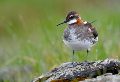 Flatey, een eilandje aan de westkust van IJsland, in de vroege ochtend, miezerregen. Mannetjes Grauwe franjepoten die onrustig rondvliegen en achter elkaar aan jagen. Tot er opeens n vlak voor me zit, zijn verenpak schoonpoetsend. Ik leg hem vast languit liggend in het natte gras in het nog schaarse ochtendlicht.

Meer via https://www.jaapvuijk.nl/flatey/