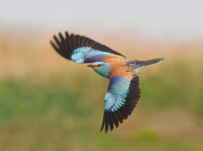 <i class='fa fa-user'></i> corvanspijk |   Scharrelaar  <i class='fa fa-eye'> 382</i>  <i class='fa fa-thumbs-up'> 22</i>   <i class='fa fa-comment-o'> 14</i>